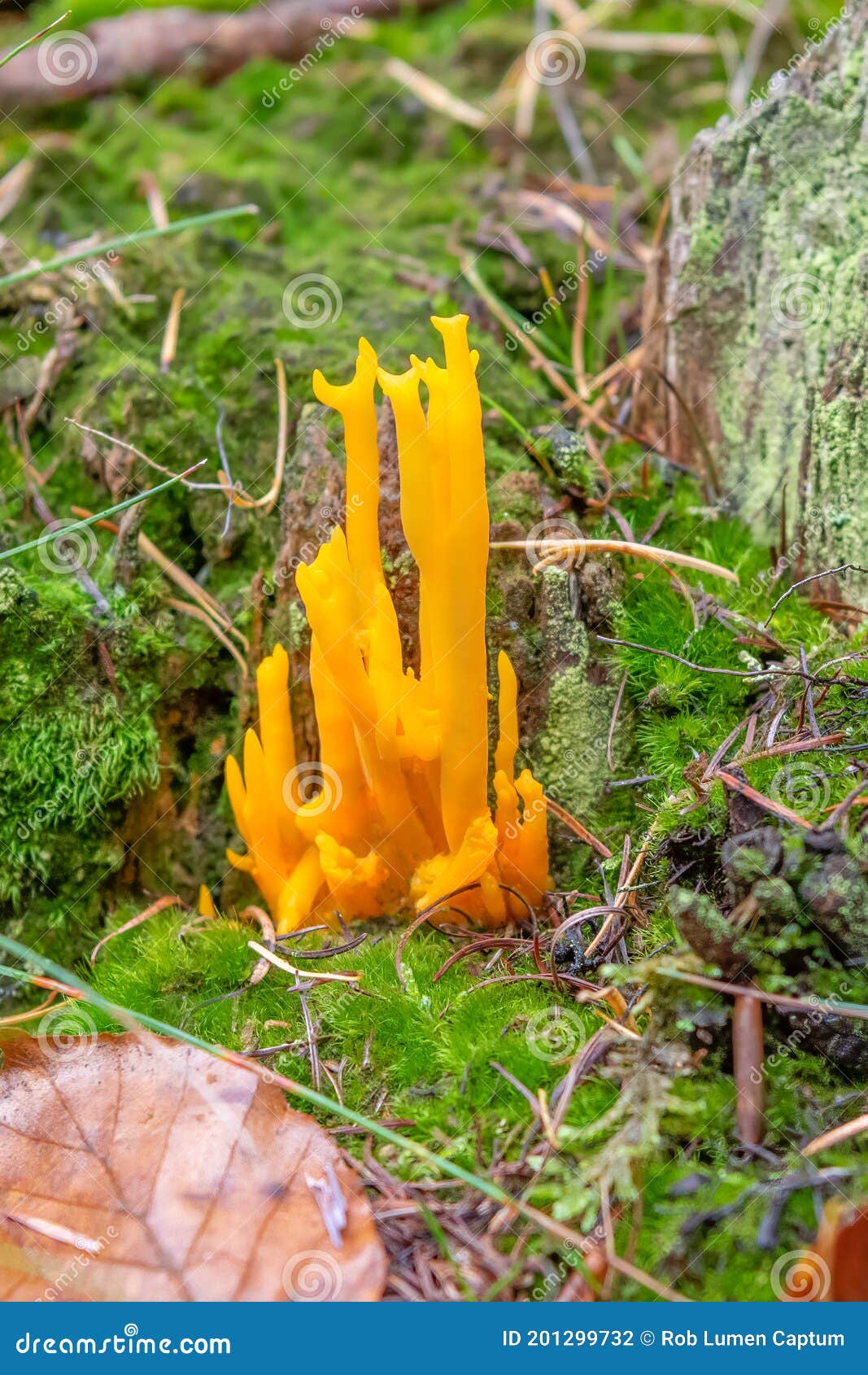 yellow stagshorn mushroom, calocera viscosa